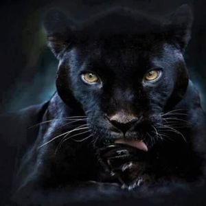 Meet your Posher, Arma